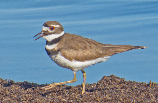 Killdeer 2.jpg